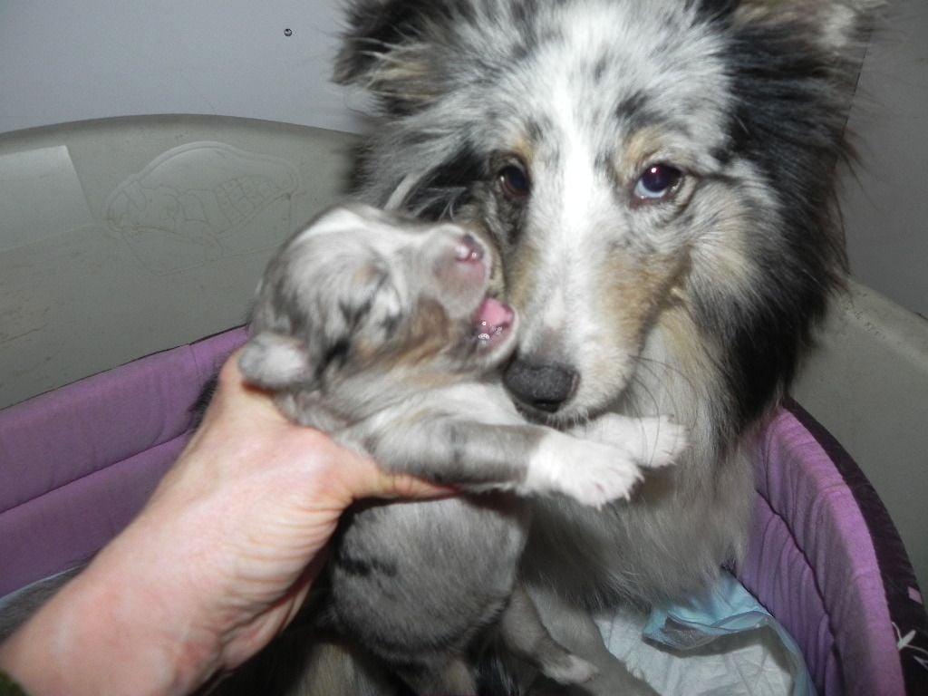 chiot Shetland Sheepdog du Cèdre Enchanté
