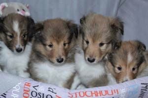 du Cèdre Enchanté - Shetland Sheepdog - Portée née le 21/05/2018
