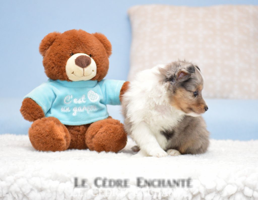 Titus bleu du Cèdre Enchanté