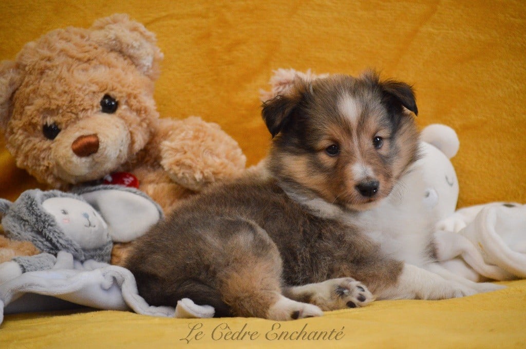 VICTOR blond du Cèdre Enchanté