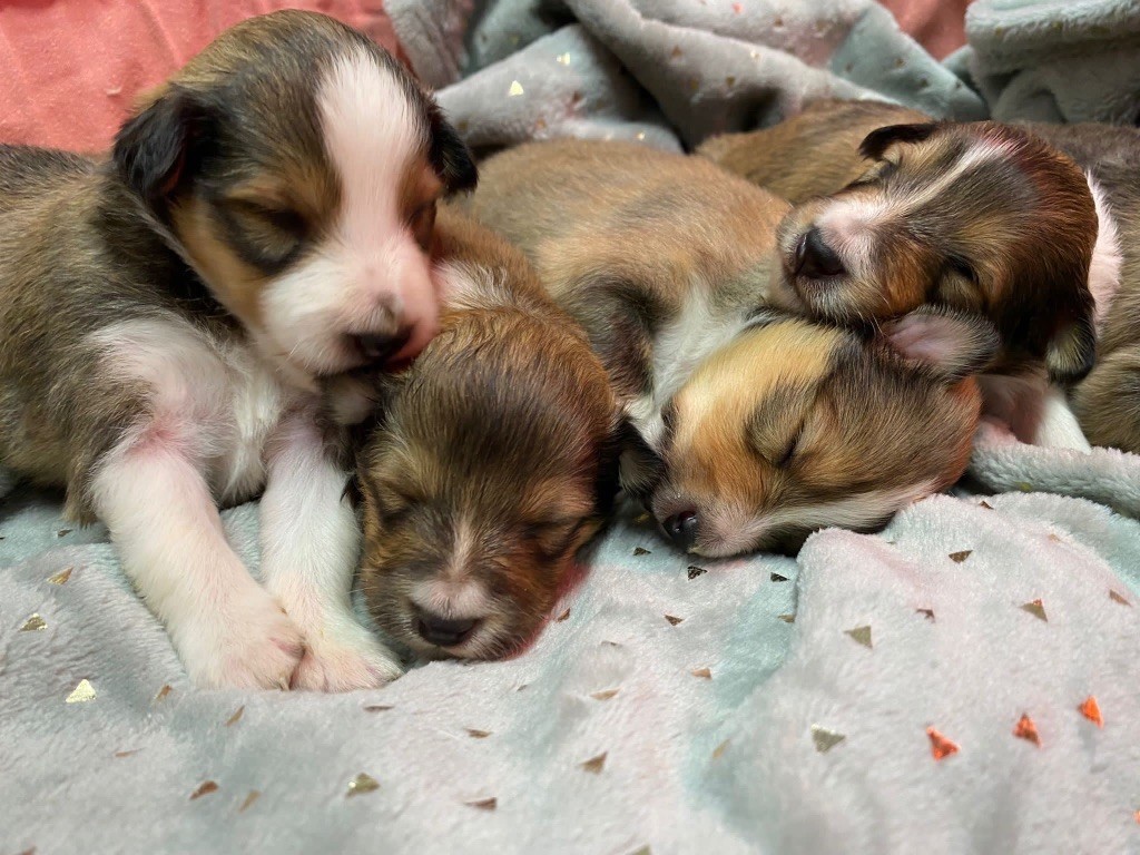 Vicki blonde du Cèdre Enchanté