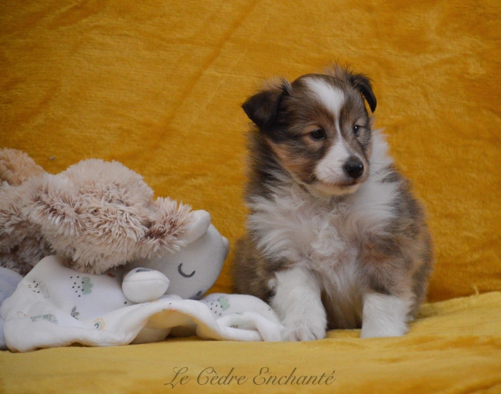 Vaiko blond du Cèdre Enchanté