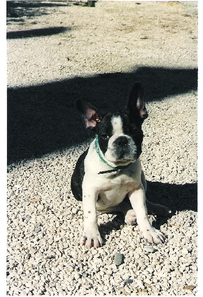 Publication : De la chamade