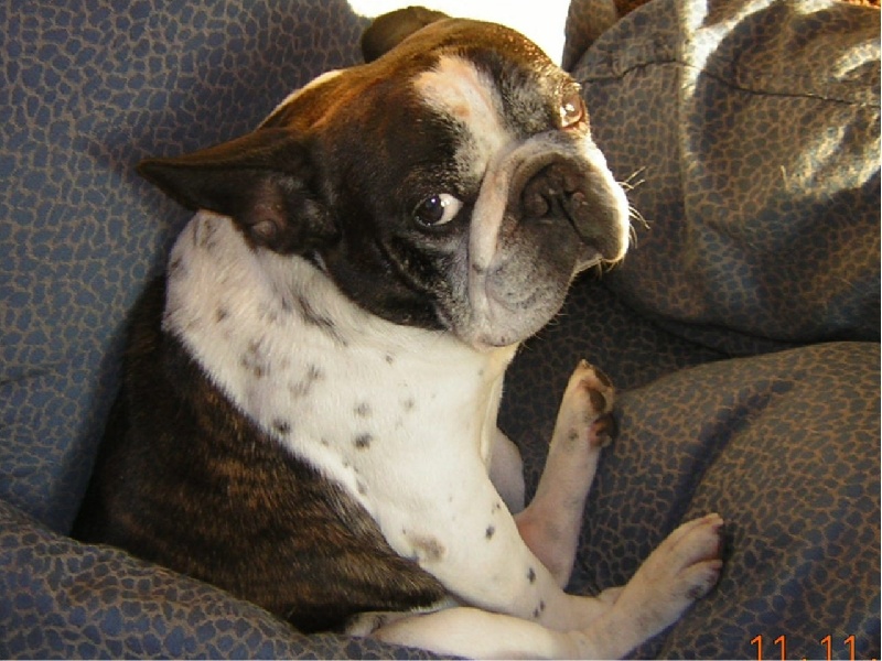 Publication : De la chamade