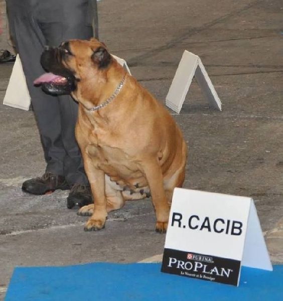 Floride des Jardins D'Atlantis - 1° Excellente CACS, R-CACIB