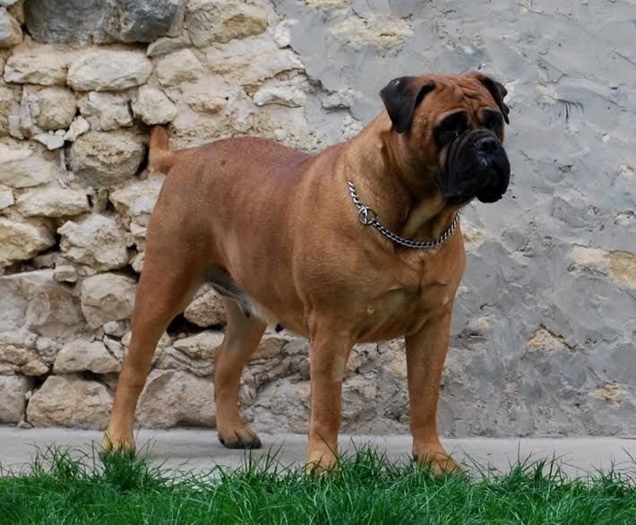 Floride des Jardins D'Atlantis - 1° Excellente CACS-CACIB & BOS