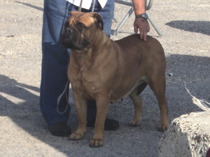 Floride des Jardins D'Atlantis - 1° Excellente R-CACS, R-CACIB