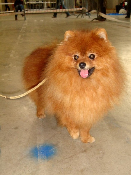 CH. Fraulein de la source des volcans - C.A.C.S./C.A.C.I.B meilleur de race