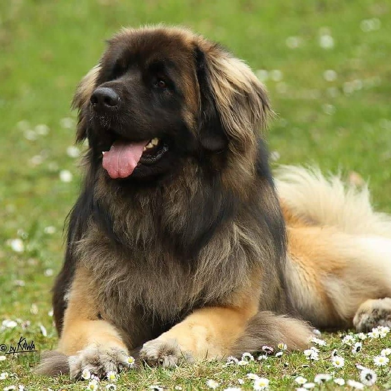 Publication : de la Croix d'Atal Auteur : KaWa