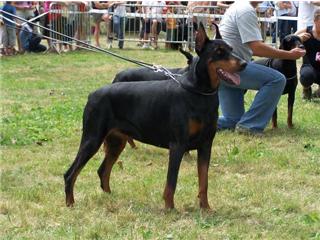 Publication : vom Gebrannten Walde Auteur : Eva Audigane