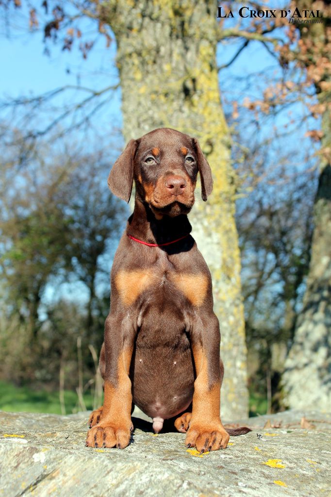 chiot Dobermann de la Croix d'Atal