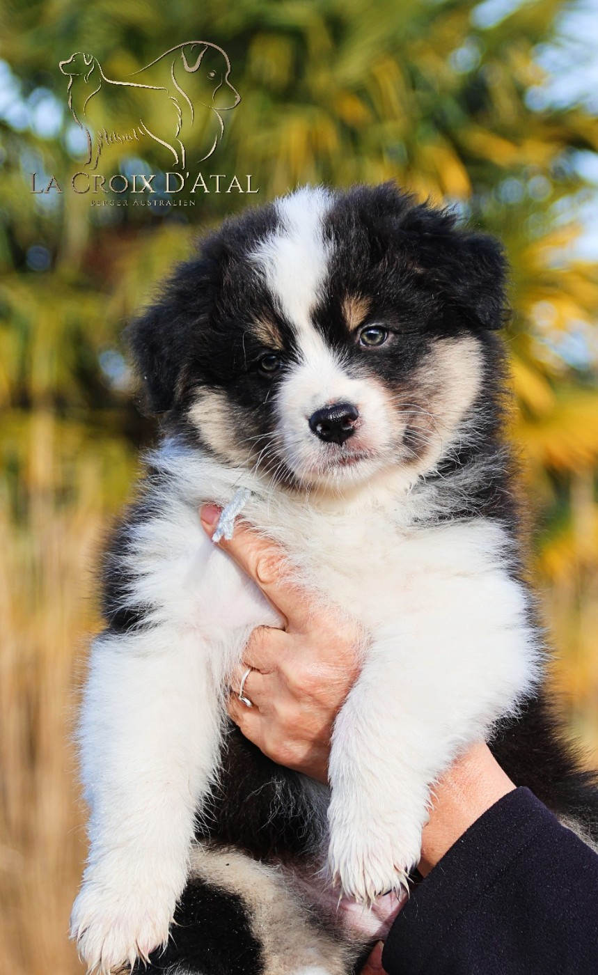 Berger Australien - de la Croix d'Atal