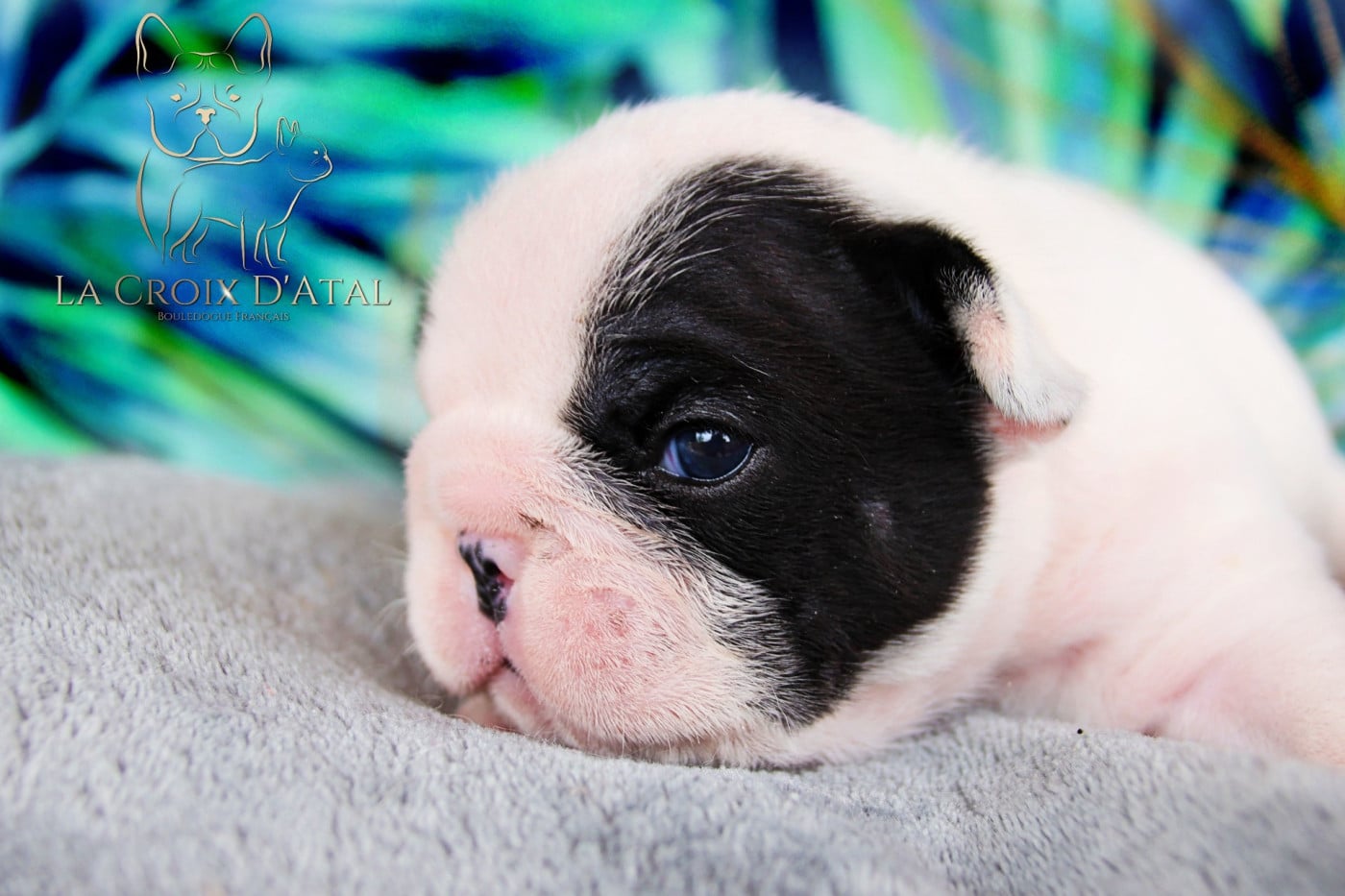 Bouledogue français - de la Croix d'Atal