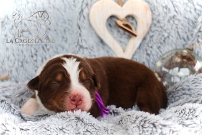 Les chiots de Berger Australien