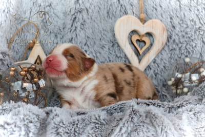 Les chiots de Berger Australien
