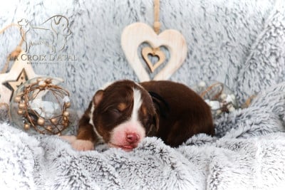 Les chiots de Berger Australien