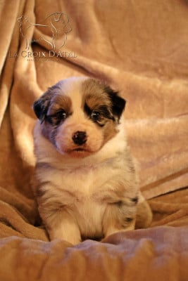 Les chiots de Berger Australien