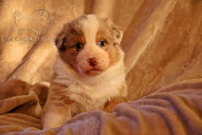 Les chiots de Berger Australien