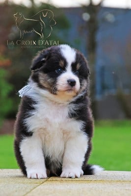 Les chiots de Berger Australien