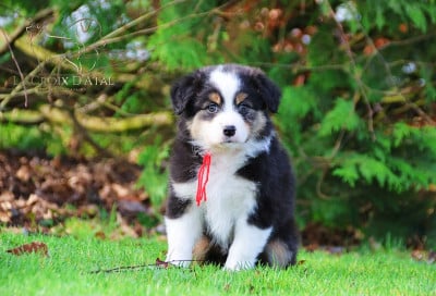 Les chiots de Berger Australien