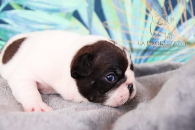 Les chiots de Bouledogue français