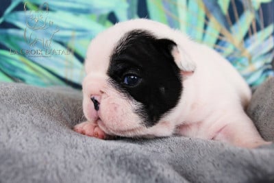 Les chiots de Bouledogue français