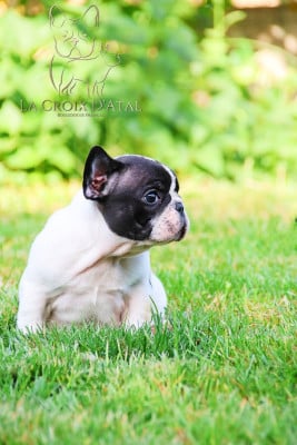 Les chiots de Bouledogue français