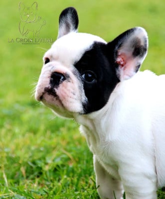 Les chiots de Bouledogue français