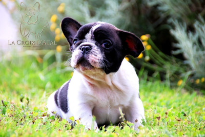 Les chiots de Bouledogue français