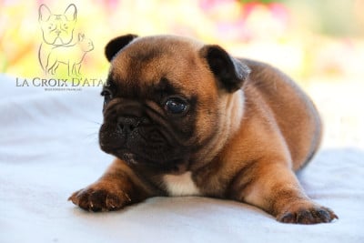 Les chiots de Bouledogue français