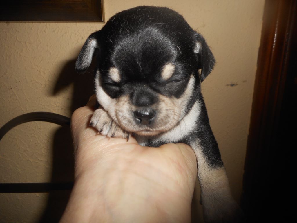 CHIOT - Chihuahua