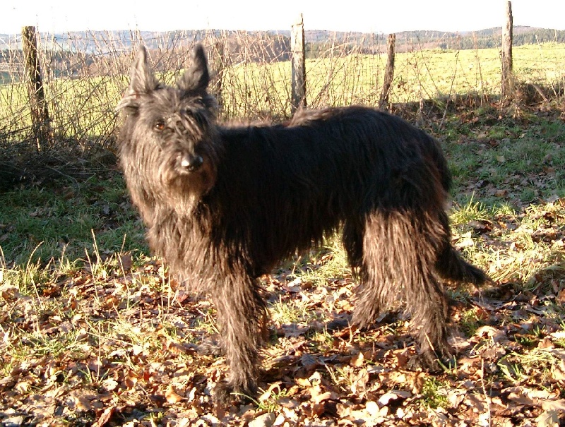 Chien Berger de Picardie CH. Rollie Des mandarines bleues