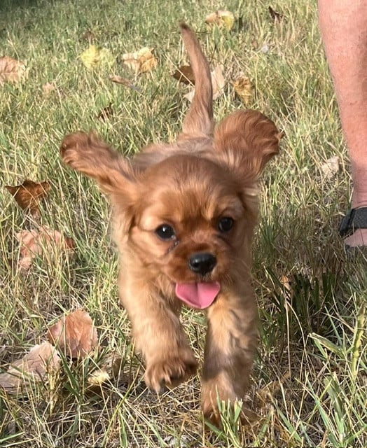 BAHO