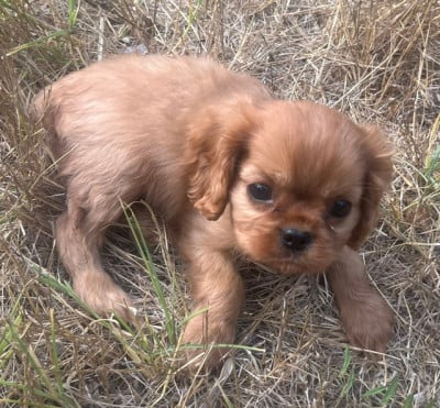 Les chiots de Cavalier King Charles Spaniel