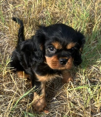Les chiots de Cavalier King Charles Spaniel