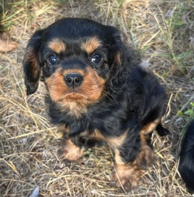 Les chiots de Cavalier King Charles Spaniel