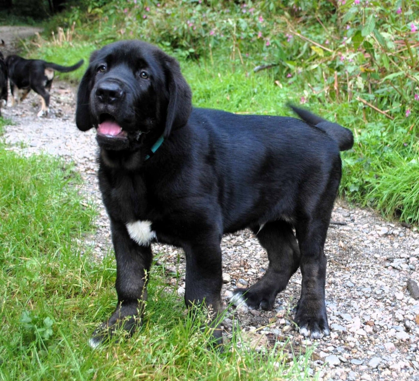 Vinci de la Montée du Col