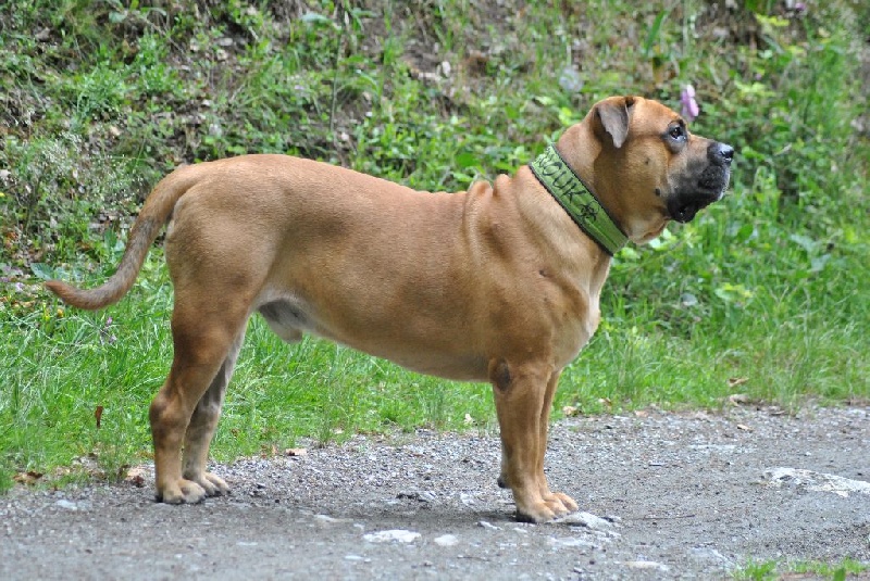 Inouk de Can Bourbon - 2ème EXC - RCACS + RCACIB