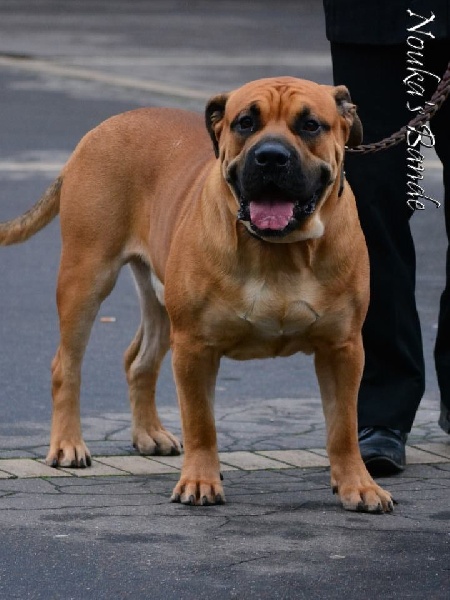 Inouk de Can Bourbon - 1er EXC - CACS + CACIB + Meilleur de Race