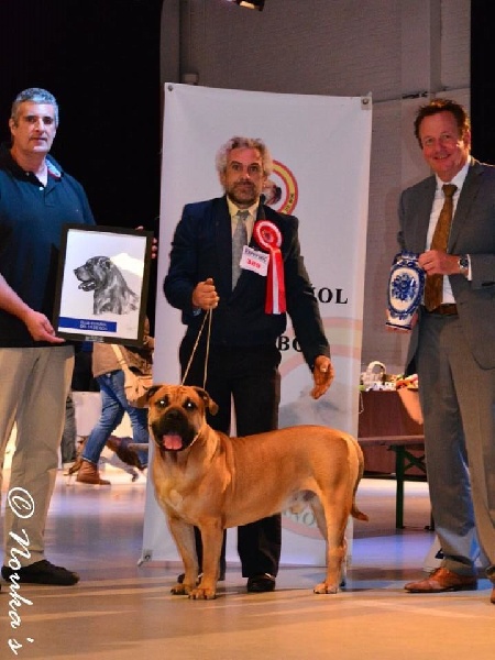 Inouk de Can Bourbon - 1er EXC - CACS + CACIB + Meilleur de Race