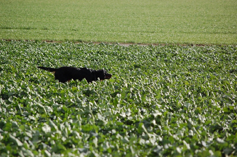 Publication : du bois de picon Auteur : Jean Pascal Rondet