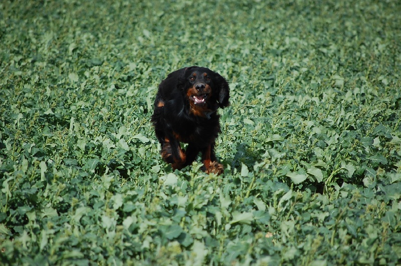 Publication : du bois de picon Auteur : Jean Pascal Rondet