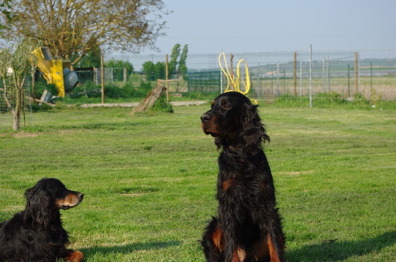 Publication : du bois de picon