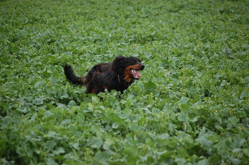 Publication : du bois de picon Auteur : Jean Pascal Rondet
