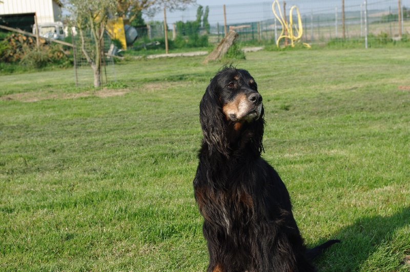 Publication : du bois de picon