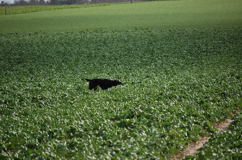 Publication : du bois de picon Auteur : Jean Pascal Rondet