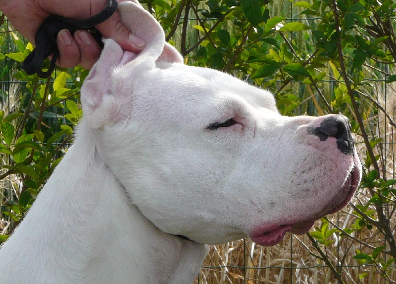 CH. Burning heads' Dylis