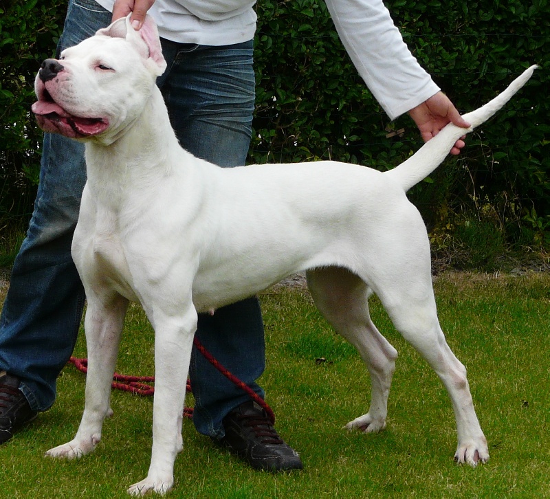 CH. Burning heads' Dylis