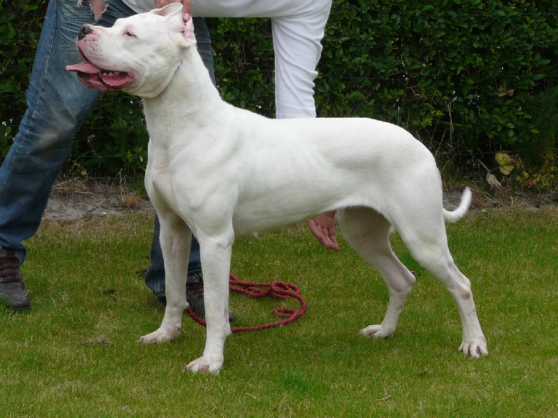 CH. Burning heads' Dylis