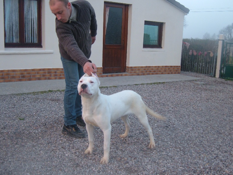 Calise del dogo and the bull